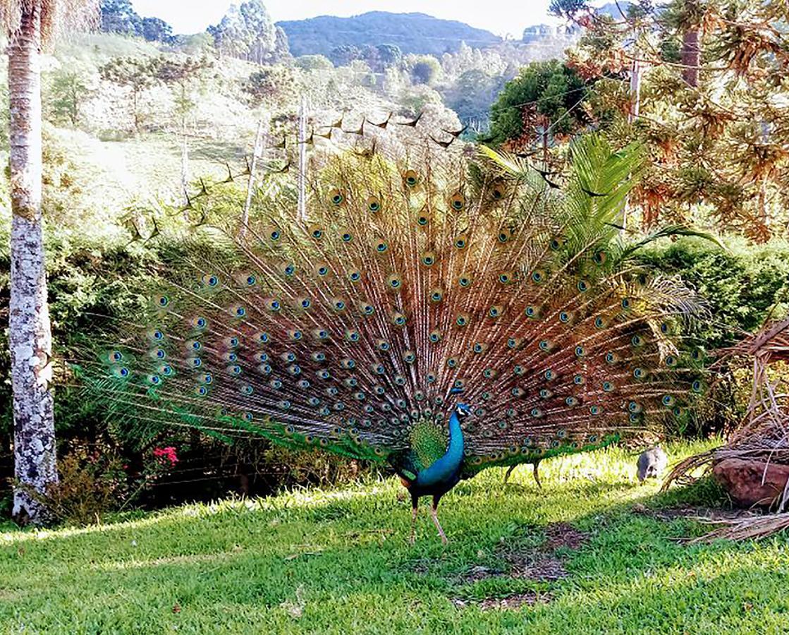 Hospedaria Vida Na Roca São Bento do Sapucaí Dış mekan fotoğraf
